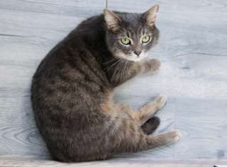 Ласкуша Тони ищет дом