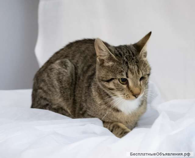 Молодой, но очень умный котик Воробушек в добрые руки