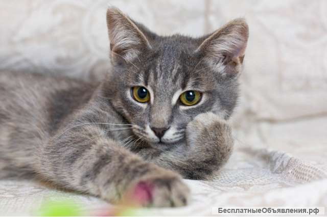 Очаровательный котенок Джеймс ищет семью