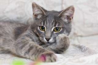 Очаровательный котенок Джеймс ищет семью