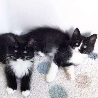Котята мальчики в добрые руки