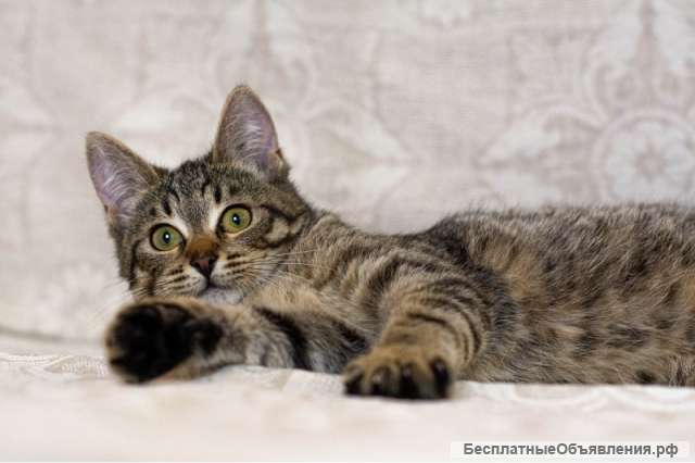 Красотка Джесси ищет дом