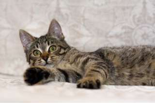 Красотка Джесси ищет дом