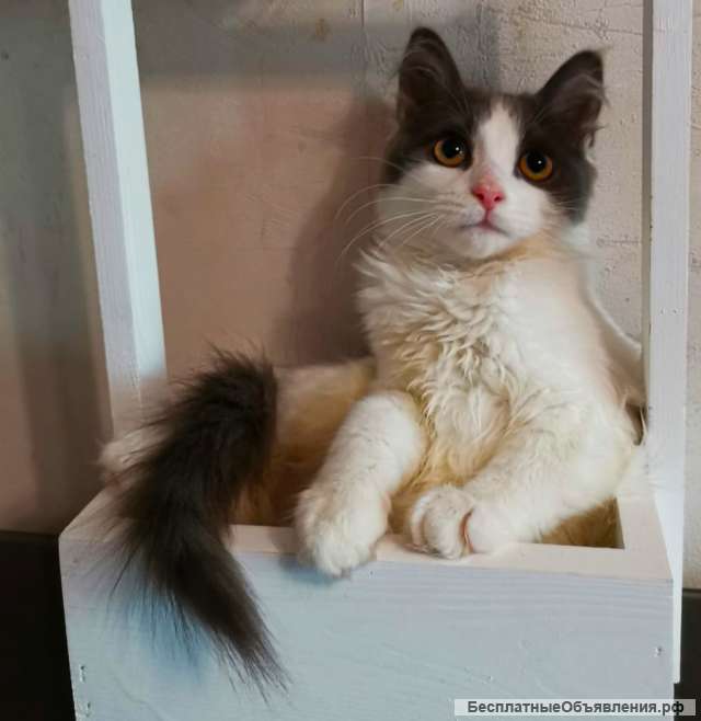 Котенок в добрые ручки