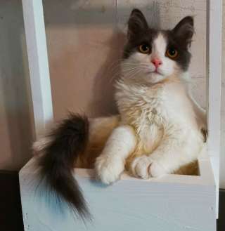 Котенок в добрые ручки