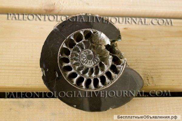 Кальцитовый аммонит 0010