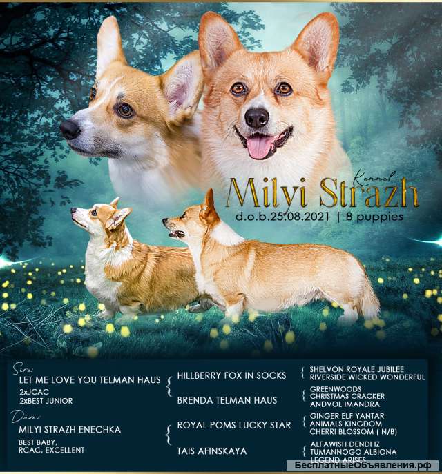 Королевские корги