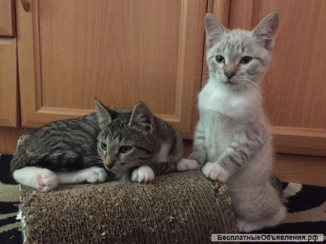 Отдам в ответственные и добрые руки котят