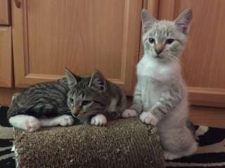 Отдам в ответственные и добрые руки котят