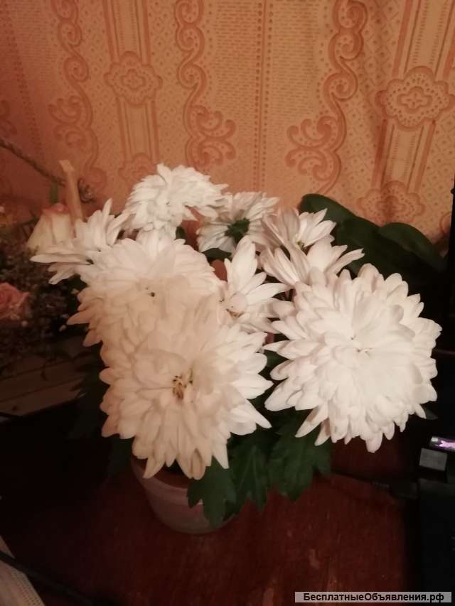 Комнатные растения