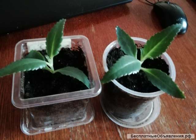 Каланхоэ Дегремона