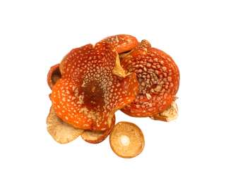 Сухие шляпки красного мухомора