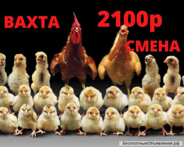 Упаковщик вахта 20/45