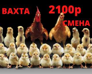 Упаковщик вахта 20/45