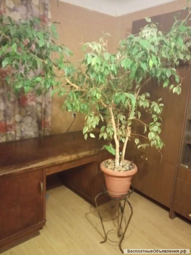 Фикус Бенжамина+ подарок шлюмбергер (декабрист)