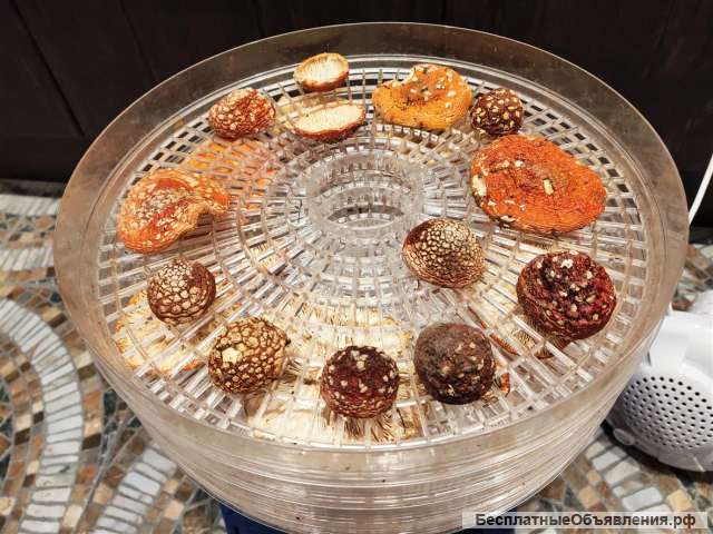 Мухоморы сушеные