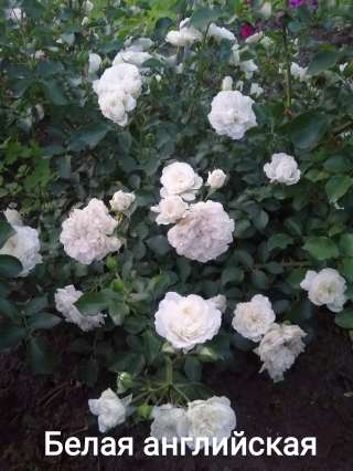 Отправим красивые штамбовые розы по Украине