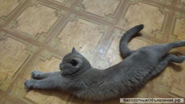 Передержка животных
