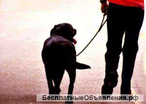Услуга выгул собак "DogWalkService"
