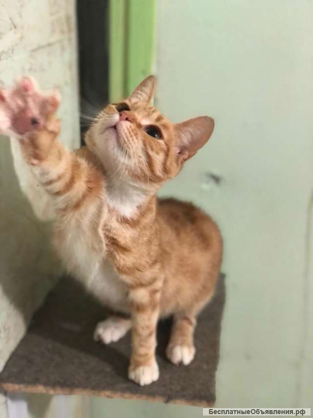 Кошка, "поцелованная солнцем" в дар