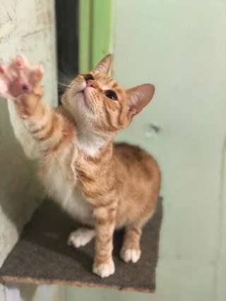 Кошка, "поцелованная солнцем" в дар