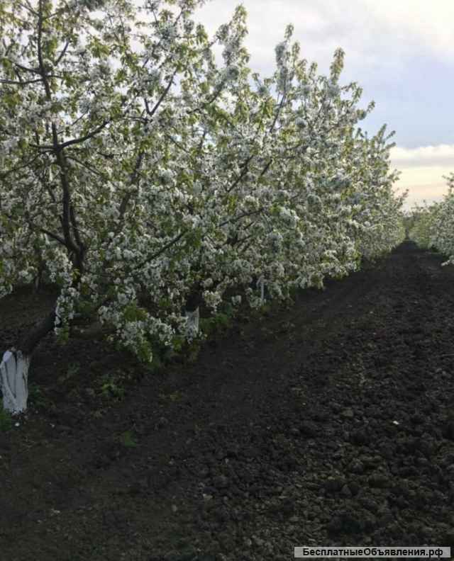 Готовый Бизнес - Плодово -овощной сад + производственная База 29 Га