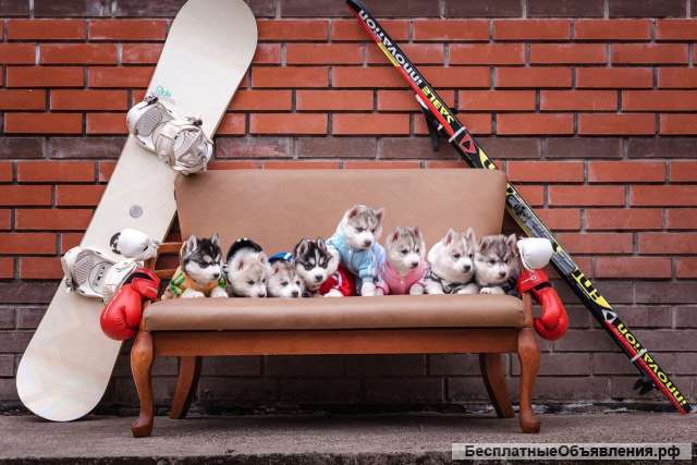 Шикарные щенки Сибирский Хаски