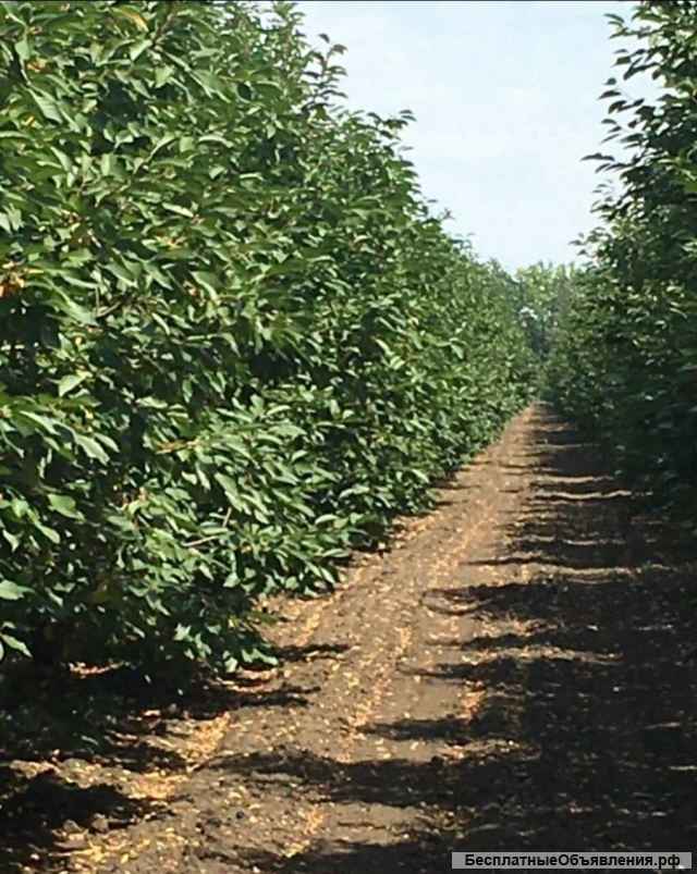 Готовый бизнес - Плодово- ягодный сад + производственная База 29 Га
