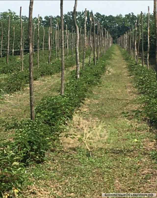 Готовый бизнес - Плодово- ягодный сад + производственная База 29 Га
