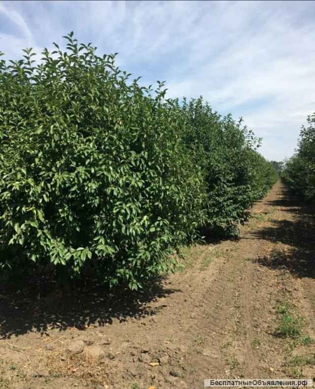 Готовый бизнес - Плодово- ягодный сад + производственная База 29 Га