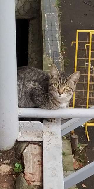 Помогите пристроить котят