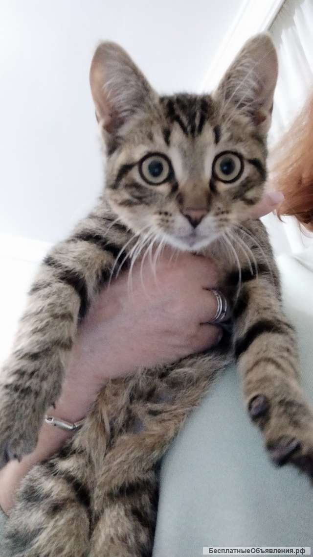 Котенка 3 месяца