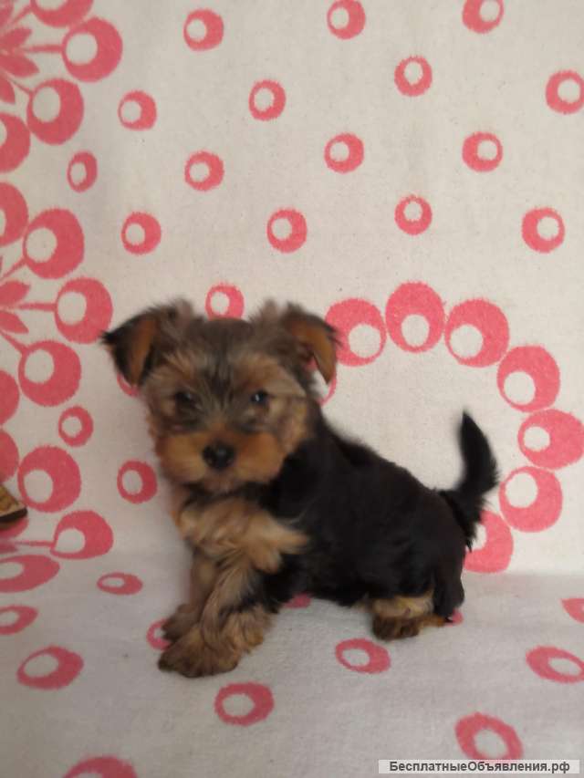 Умный щенок