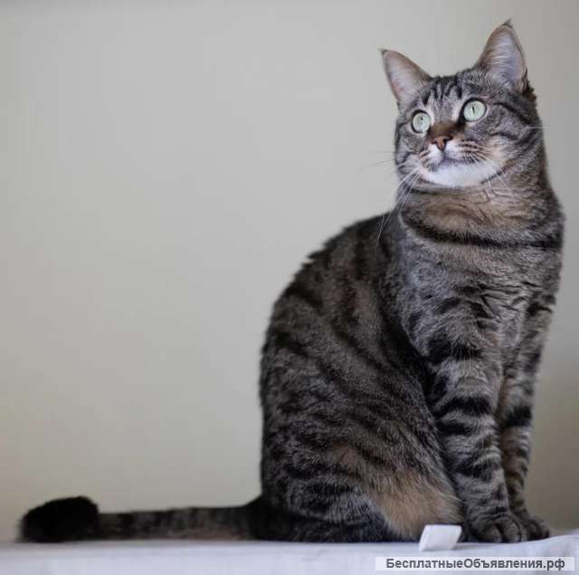 Очаровательная кошечка Муся ищет дом