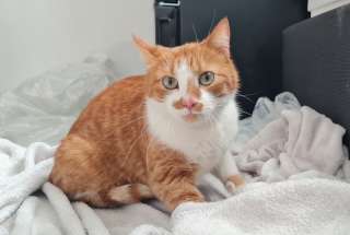 Кот Говоруша в самые добрые руки