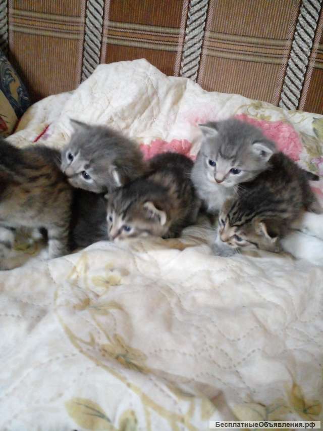 Отдам даром котят
