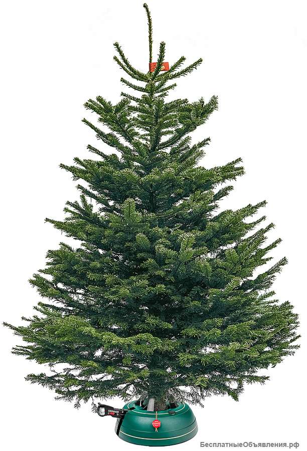 Ель Датская срезанная