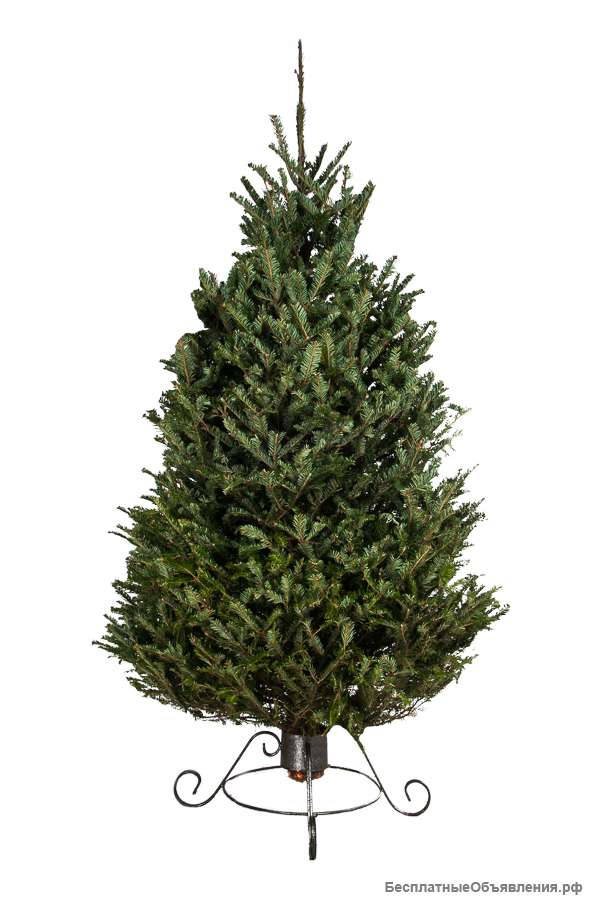 Пихта Фразера Срезанная