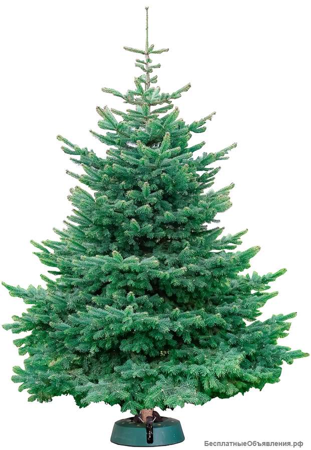 Пихта Скандинавская срезанная