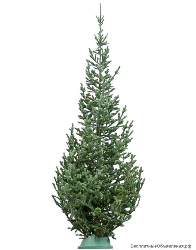 Пихта сибирская срезанная