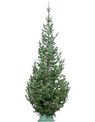 Пихта сибирская срезанная