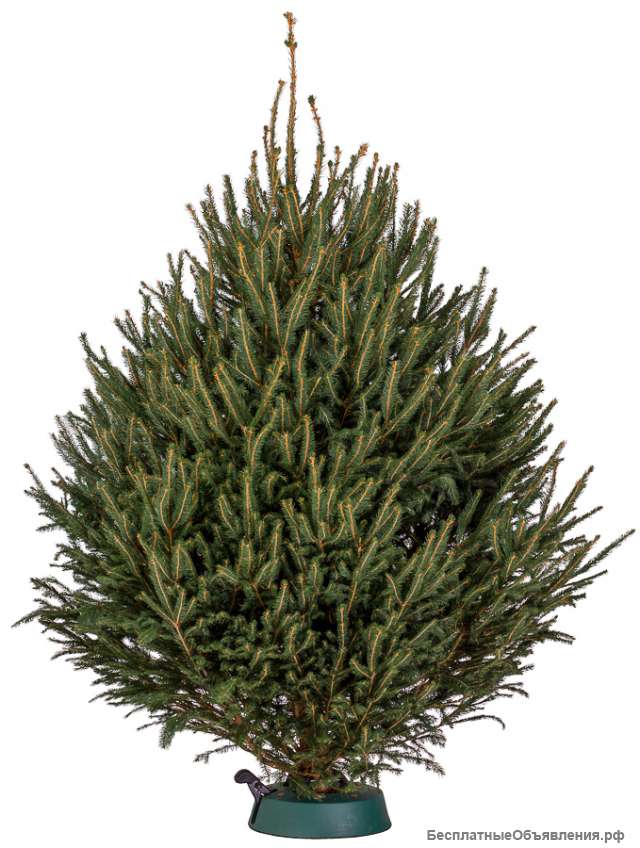 Ель норвежская срезанная