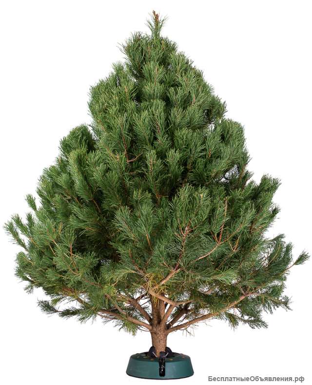 Сосна канадская срезанная