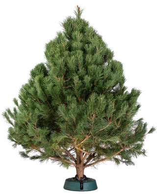 Сосна канадская срезанная