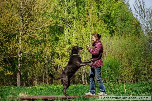 По-человечьи умный пёс Лавр ищет хозяина