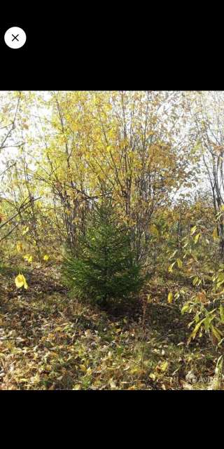 Рождественская ель