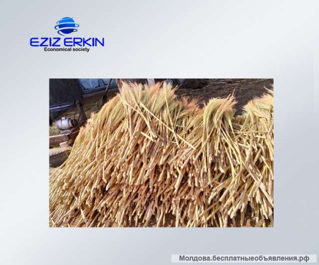 Сорго для производства веников