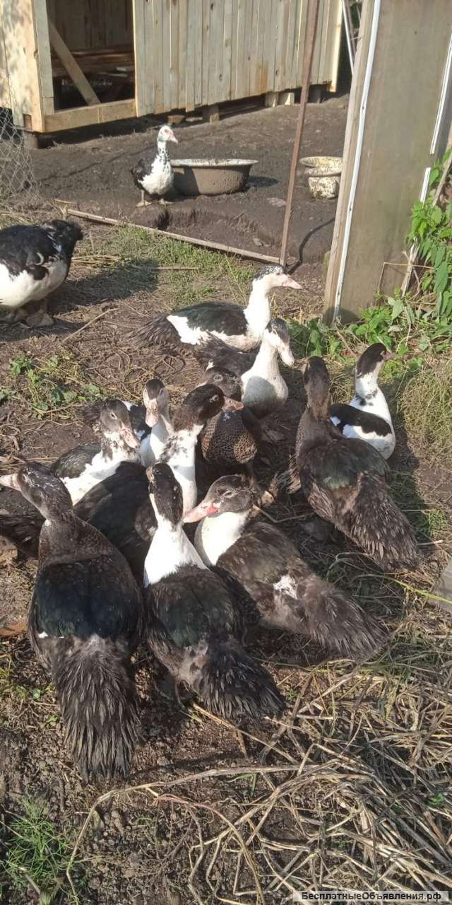 Мускусная утка