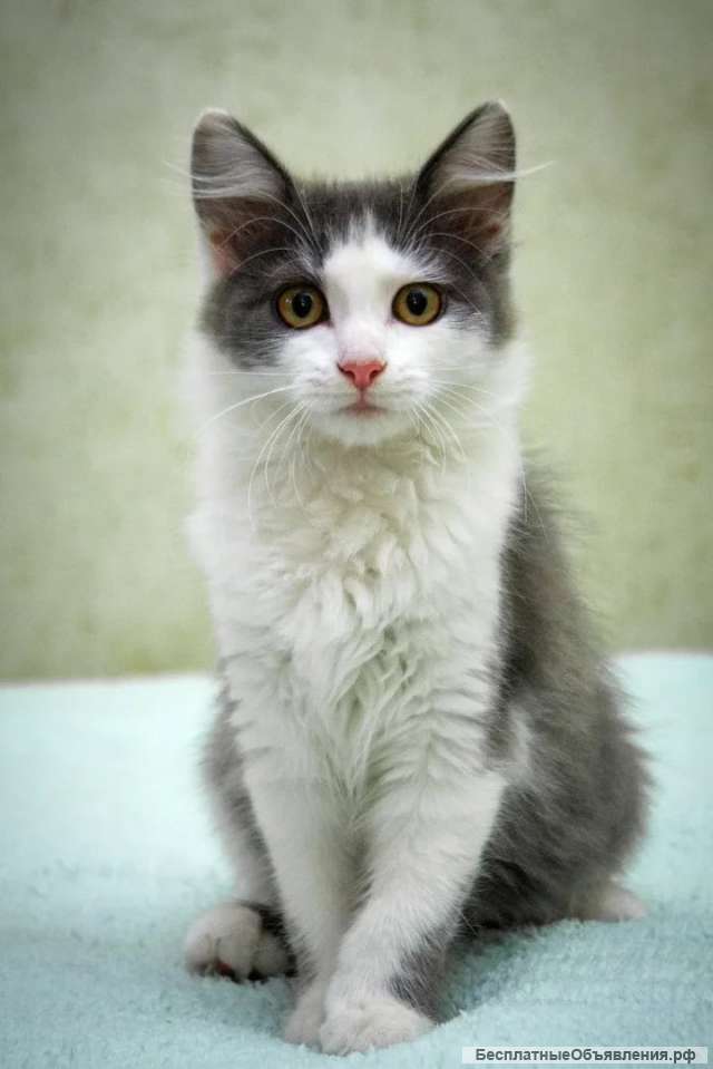 Чудесный котенок в добрые руки