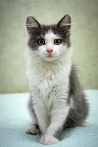 Чудесный котенок в добрые руки